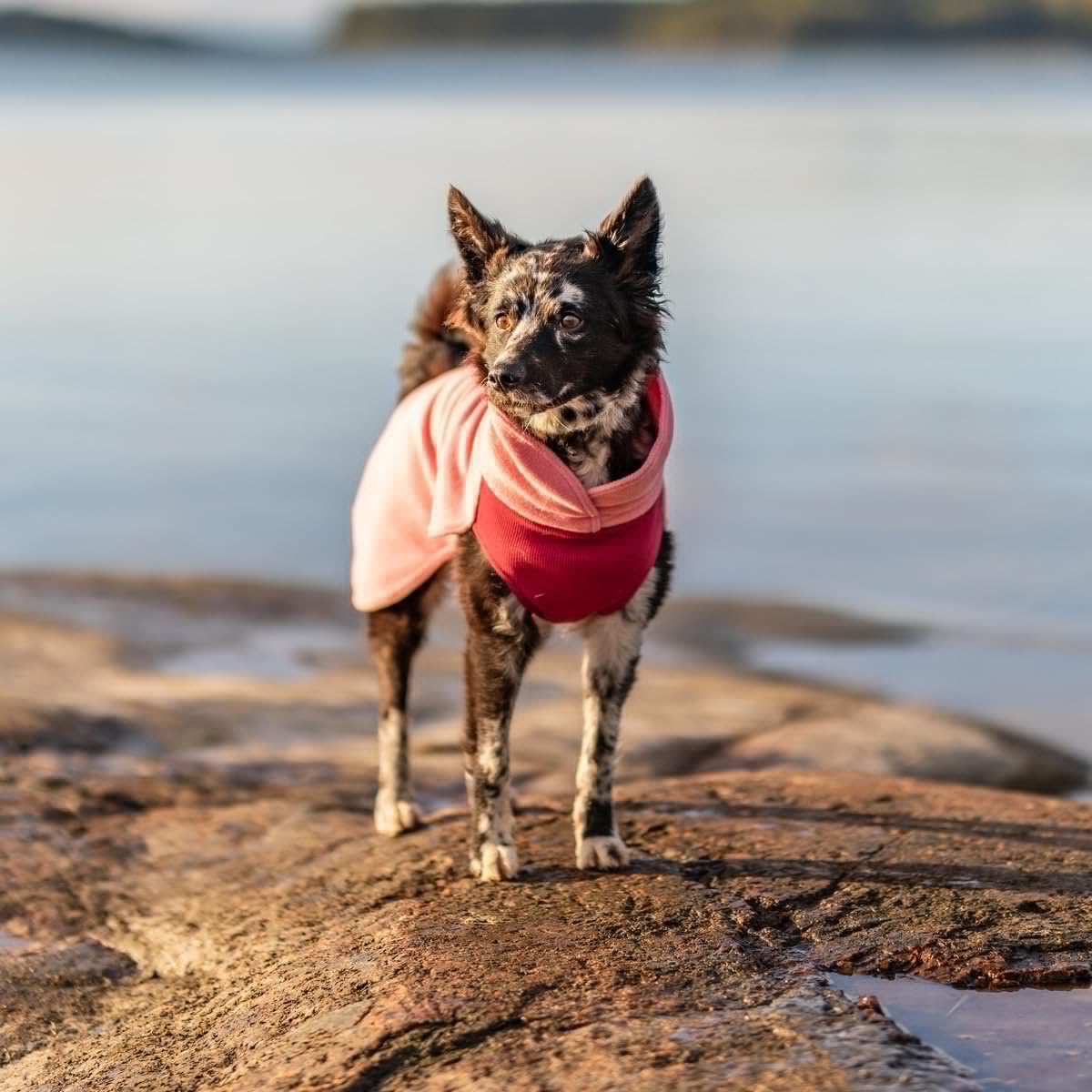 Hunde Pullover Seawool Shirt pink (Rückenlänge: 55 cm)