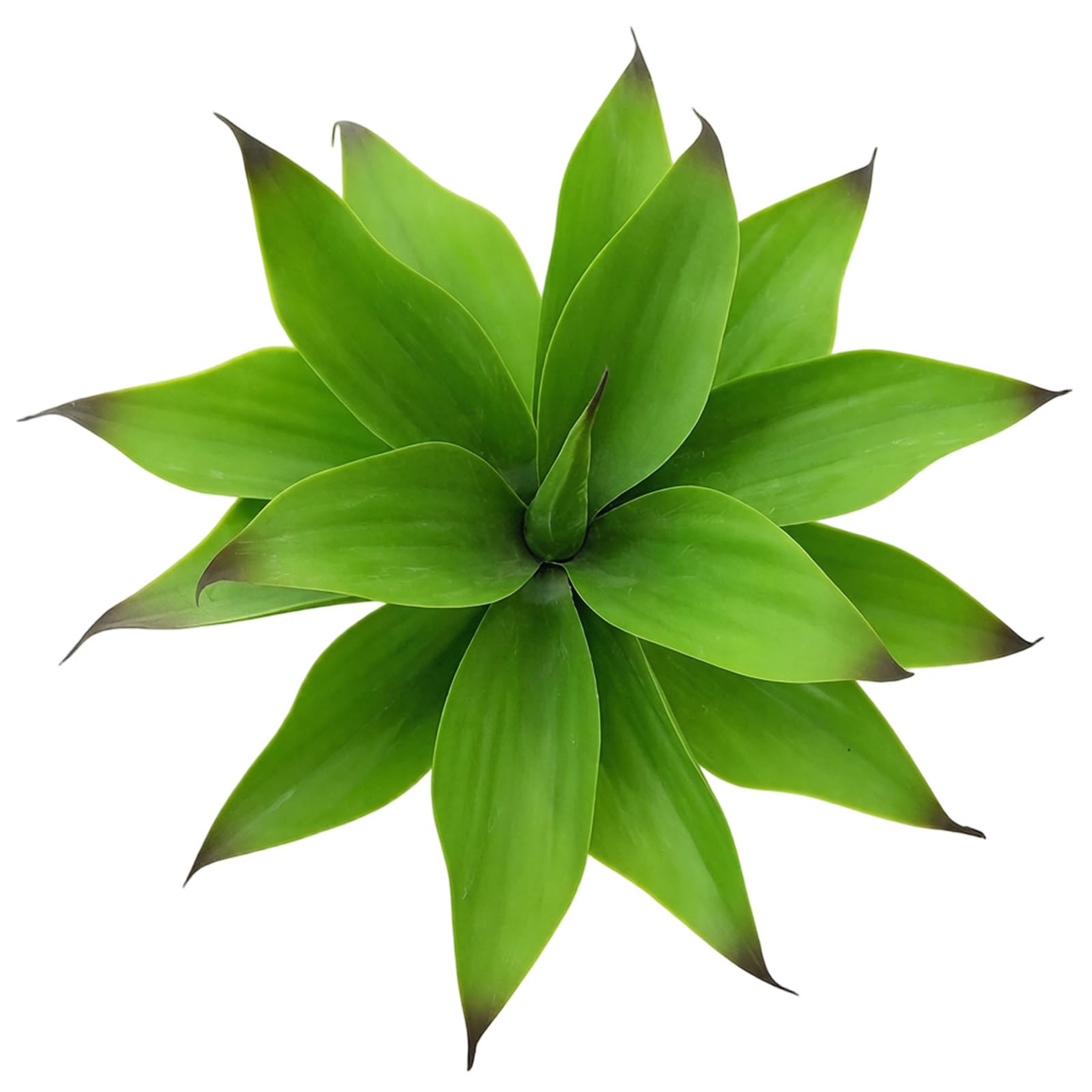Kaeltsyn Realistic Simulation Agave Heads Artificial Rubber Plant for Home Flower Arrangement Garden Yard Decoration Fraudulent Sappy Bushes