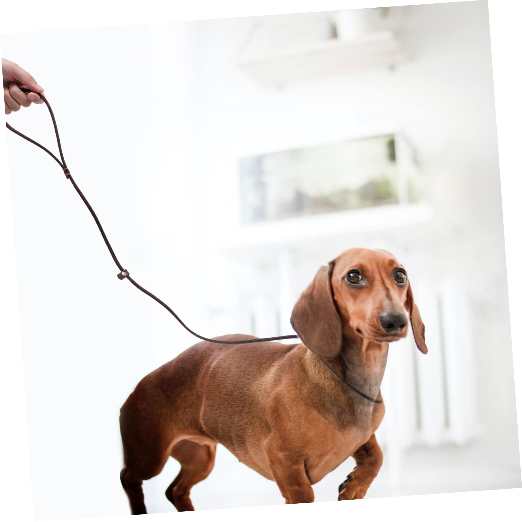FRCOLOR 5pièces Laisse Cuir pour Chien avec Poignée Corde De Traction Résistante pour Entraînement Et Adaptée Aux Petits Animaux
