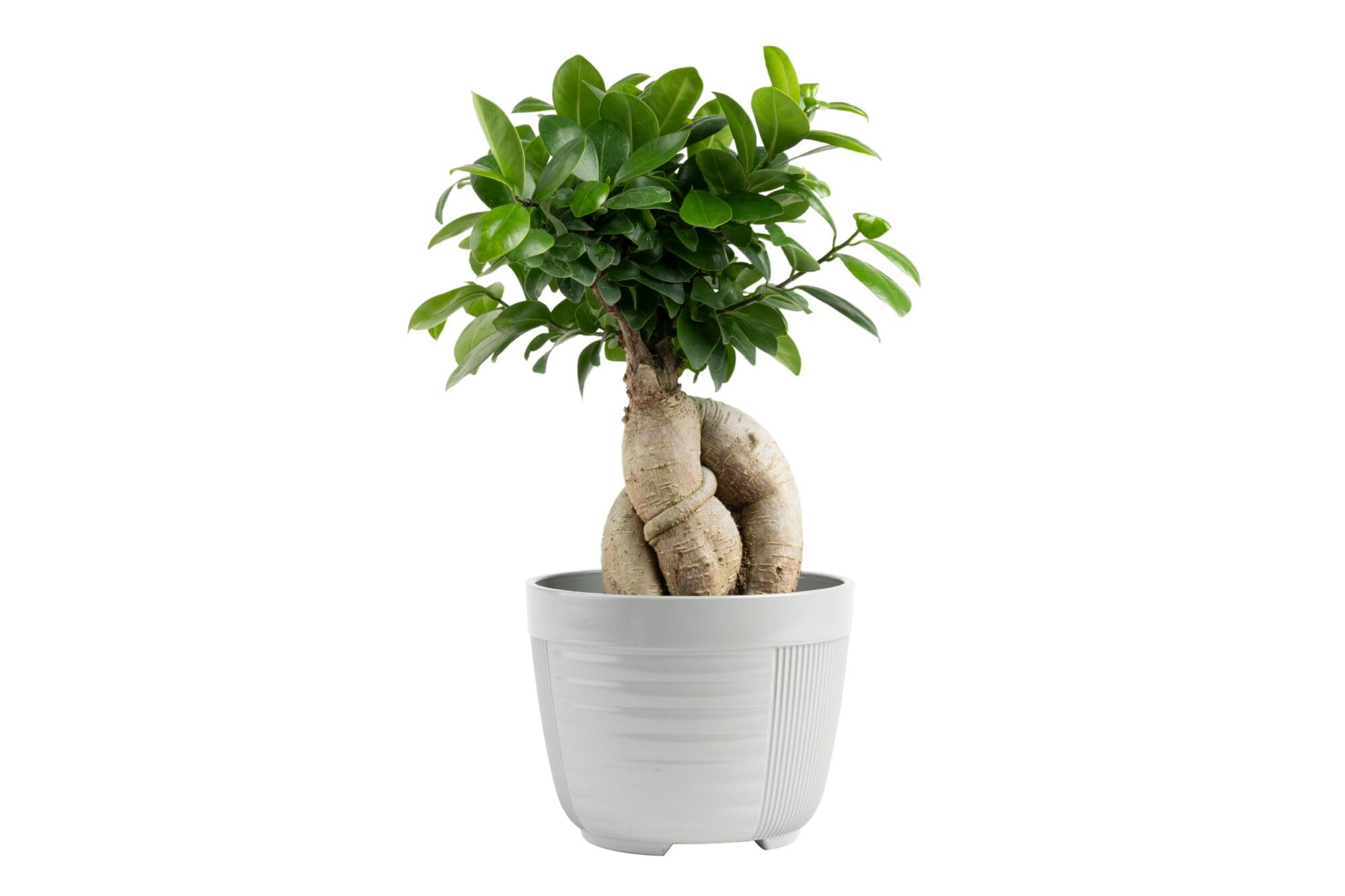 Costa Farms Bonsai Miniature Tree Live Plant in Decorative Pot
