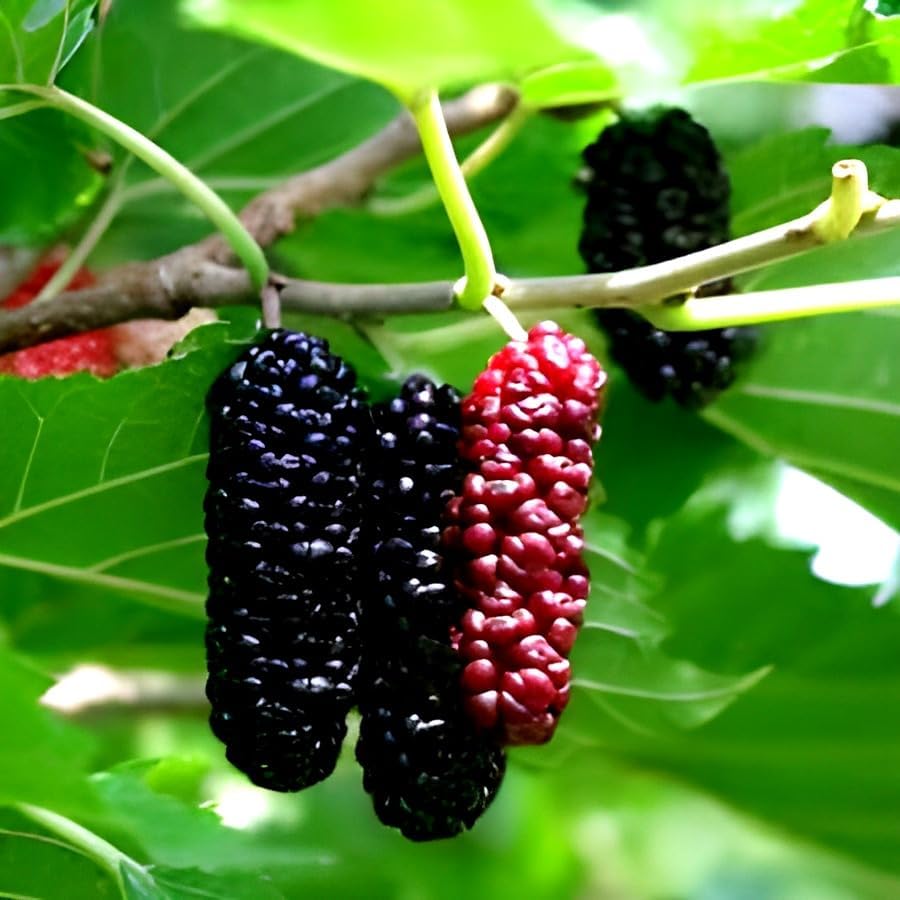 Image of Sweet & testy Hybrid Black MullBerry Fruit High Yield Hybrid Rare Tropical Fruit Healthy Live Plant for Home Roof Top Garden (Black)