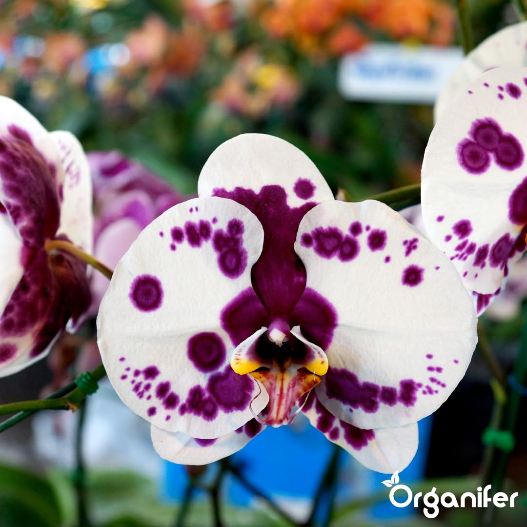 Phalaenopsis Nawóz Organiczny Do Kwiatów - 4x1L - NPK 3-4-3 | Zdrowe Liście - Silne Korzenie I Wysoka Plonność - Organifer