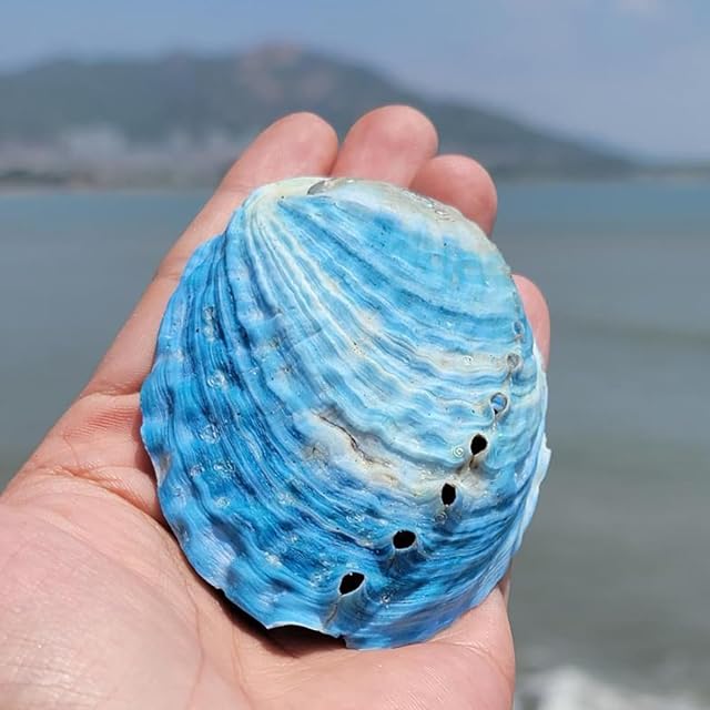 Foto 4 de 5 de DUBTEDHOU Conchas de Playa,Concha Natural,Concha Marina NATU Natural Blue Abalone Sea Shells,Ocean Sea Shell