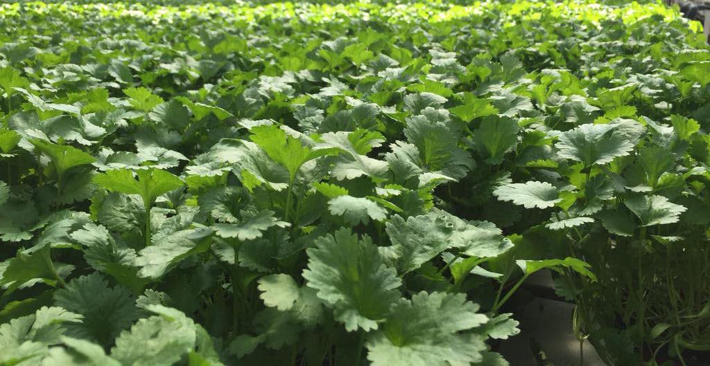 Viridis Hortus - Coriander Cruiser (P.V.P) 1,200 (13.84g's Approx.) Herb Seeds - Dhania, Cilantro, Chinese Parsley