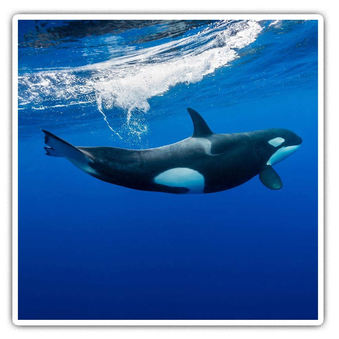 Destination Vinyl Ltd Multi 2 X Square 10Cm Vinyl Stickers - Orca Killer Whale Underwater 2006