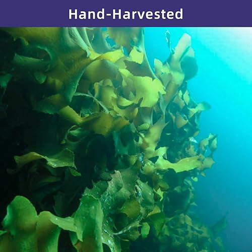 Miniatura 4 de YUHO Wakame Seaweed Wakame - Algas marinas veganas sin OMG para sopa de miso, 8 onzas