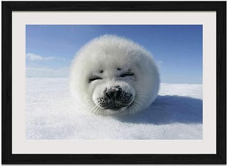 Amazon Co Jp テーマ かわいいアザラシ 北極 アートプリントポスター壁の装飾家の装飾 額縁付き 17 13in ホーム キッチン