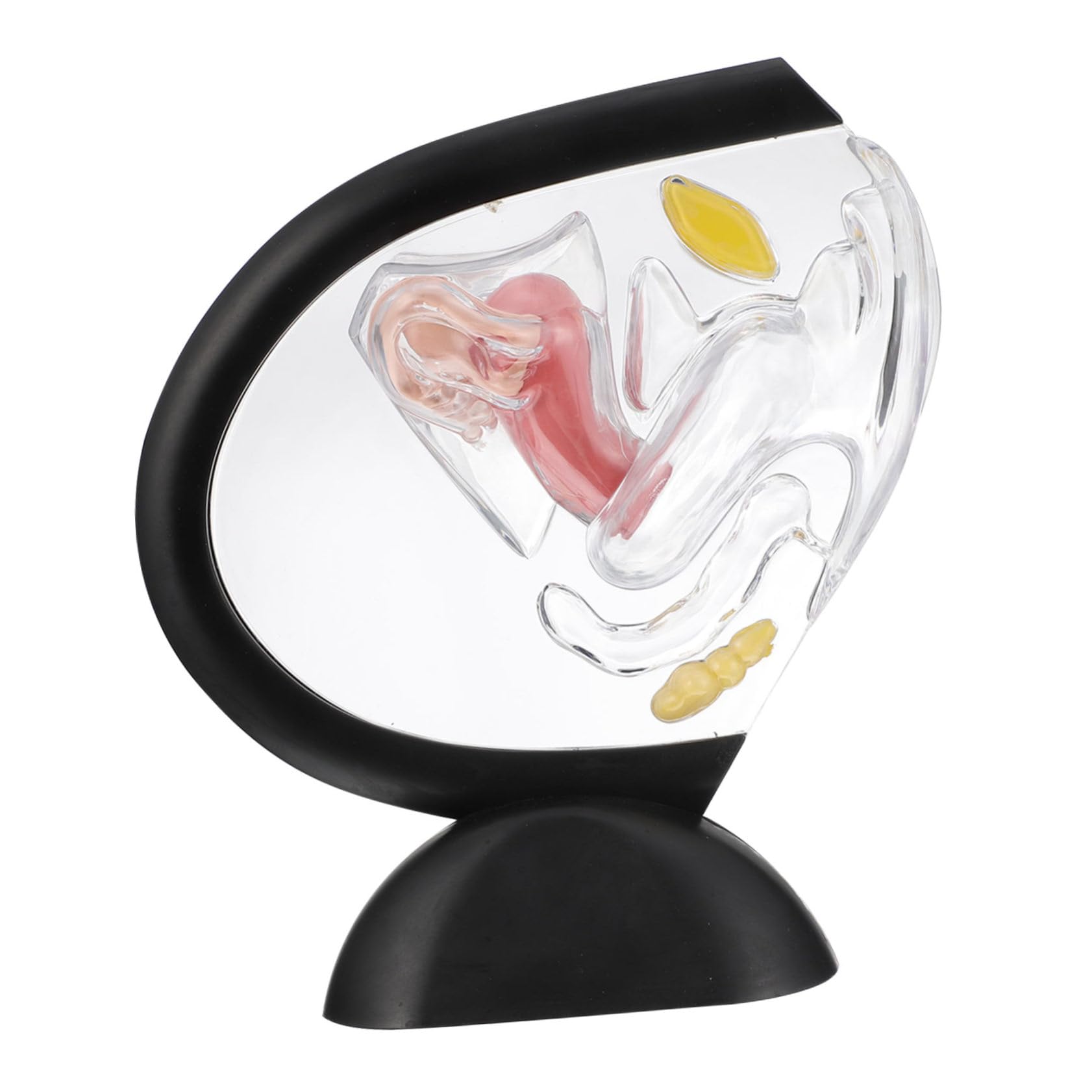 Modèle d'utérus transparent en PVC structure anatomique interne visible - 8