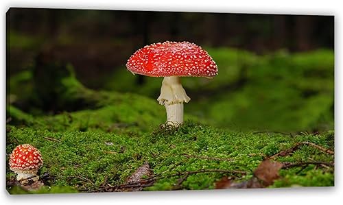 Lienzo de paisaje para pared, pintura de plantas hongo rojo, ilustraciones modernas, naturaleza, paisaje, impresión en lienzo, impresión giclée para