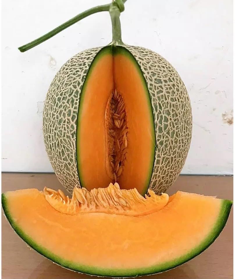 Willvine Muskmelon Sweet Melon-HQ-10U-picture-18