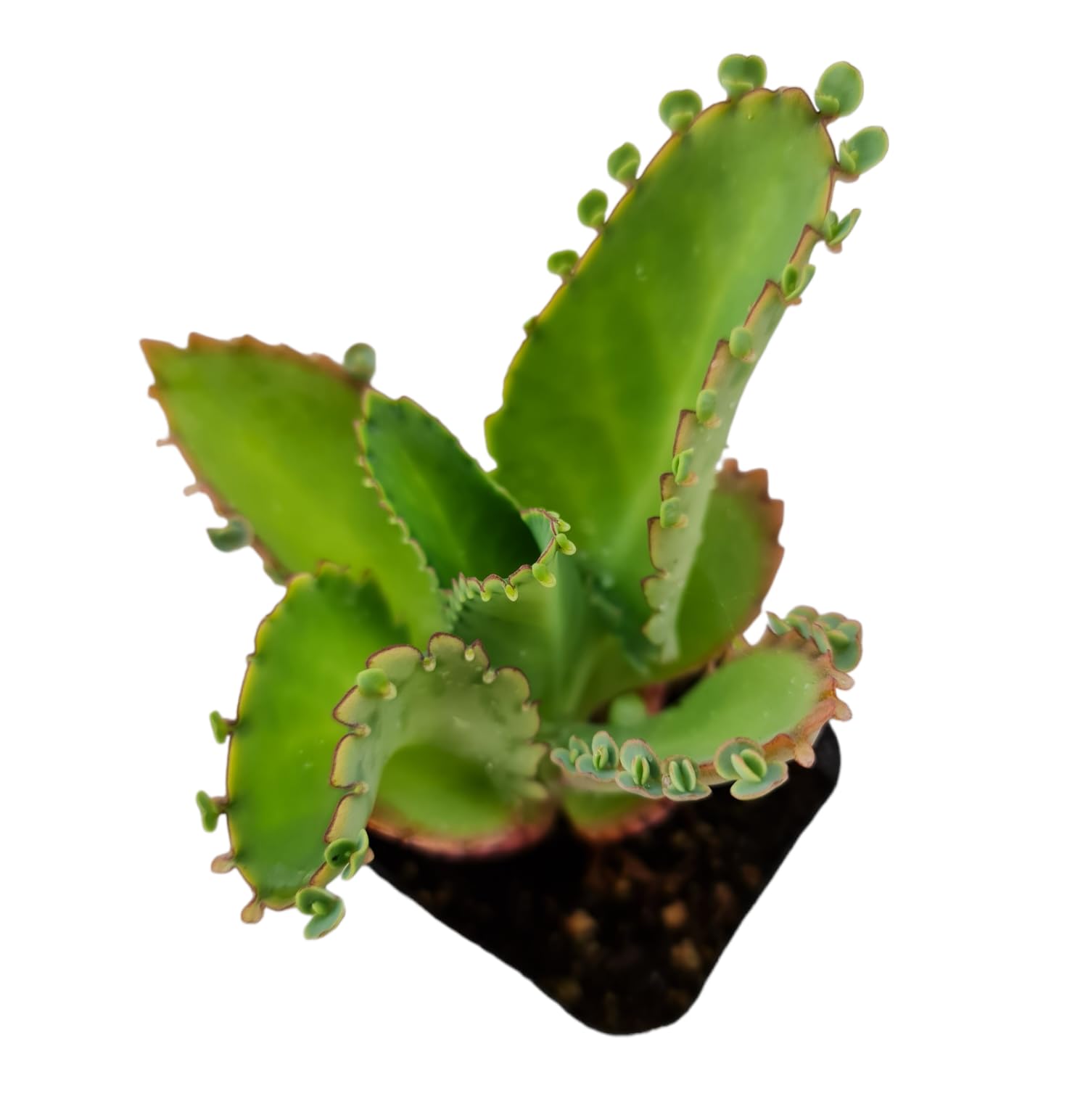 USKC Live Kalanchoe Plants (2" Pot daigremontiana 'Mother of Thousands')