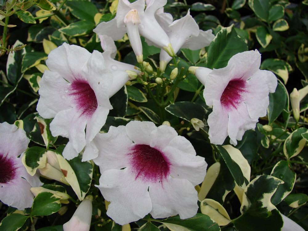 Pianta di Pandorea Jasminoides Bignonia Variegata Rampicante Sempreverde h 150 cm Fiore Rosa Vaso 18 cm per Esterni