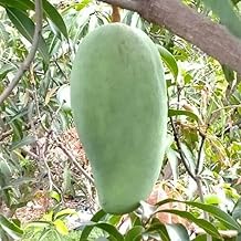Bhumi Enterprise Big Size Noorjahan Mango Plant,Aam,Amba, (GRAFTED)