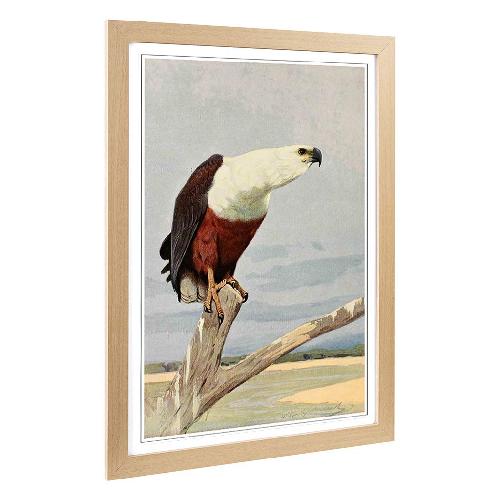 Big Box Art Framed Print of Vintage W Kuhnert African Fish Eagle Design | Wall Art Picture | Home Decor for Kitchen, Living Room, Bedroom, Hallway, Oak, A2 / 24.5x18 Inch / 62x45cm
