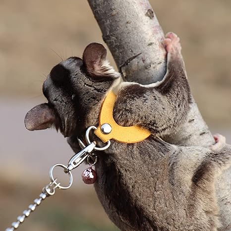 sugar glider harness