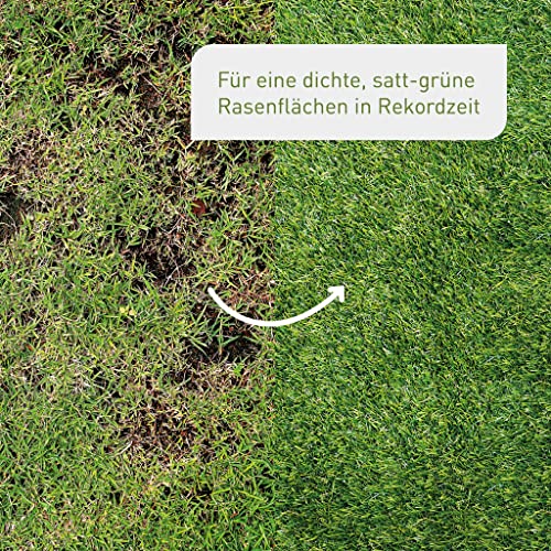Plantura Rasen-Nachsaat, schnellkeimendes Premium-Saatgut mit Mantelsaat, 2 kg für 100 m² - Image 3