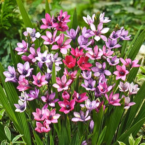 orAi ~bNXJ[ zULA  20 ԐF ĐA Babiana Mixcolor ͂Ȃ݂ǂ