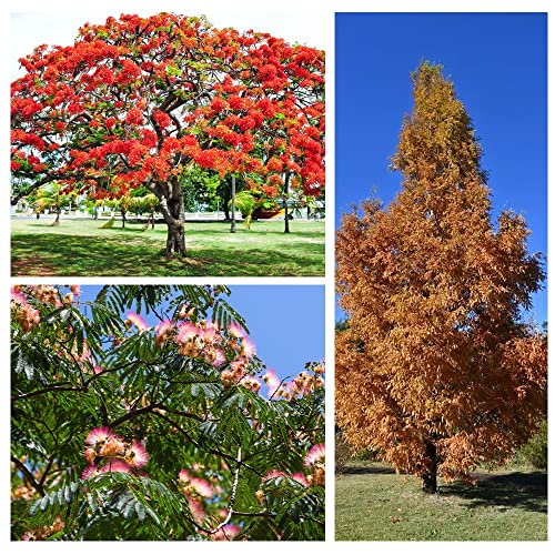 300+ Bonsai Tree Seeds – 10 Popular Varieties Of Non Gmo Heirloom Bonsai Seeds Blue Spruce, Boxwood, Dawn Redwood, Flame Tree, Judas Tree, Acacia, Wisteria, Cherry, Red Maple, Black Pine #TOP2