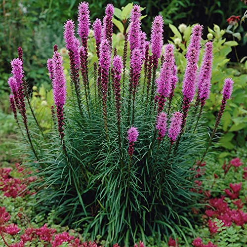 5 Roots Liatris Spicata – Exotic Xtra Large Perennials – RHS Plants for Pollinators – Attractive Lush Blooms – Resembles a Magic Wand – for Your Beautiful Garden