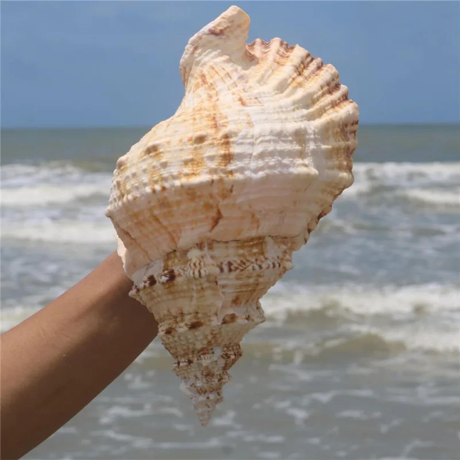 1 énorme coquillage naturel pour décoration de maison, fête de mariage, cadeau de plage, spécimen d'aquarium 20 à 22 cm