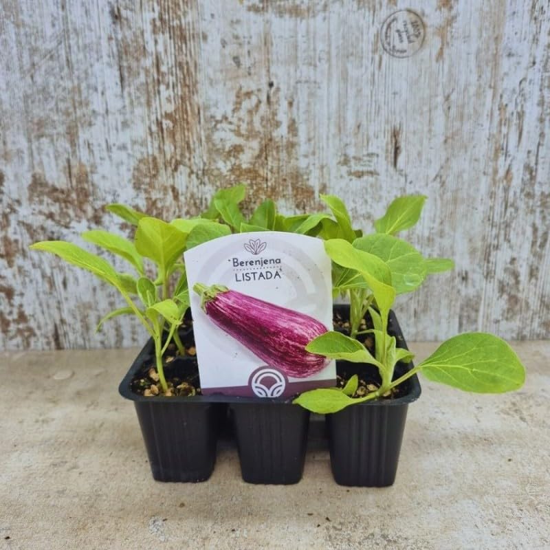 Pack de 9 Planteles de Berenjena Listada – Planta Viva para Huerto – Variedad Rayada Tradicional – Cultivo Fácil en Maceta o Tierra