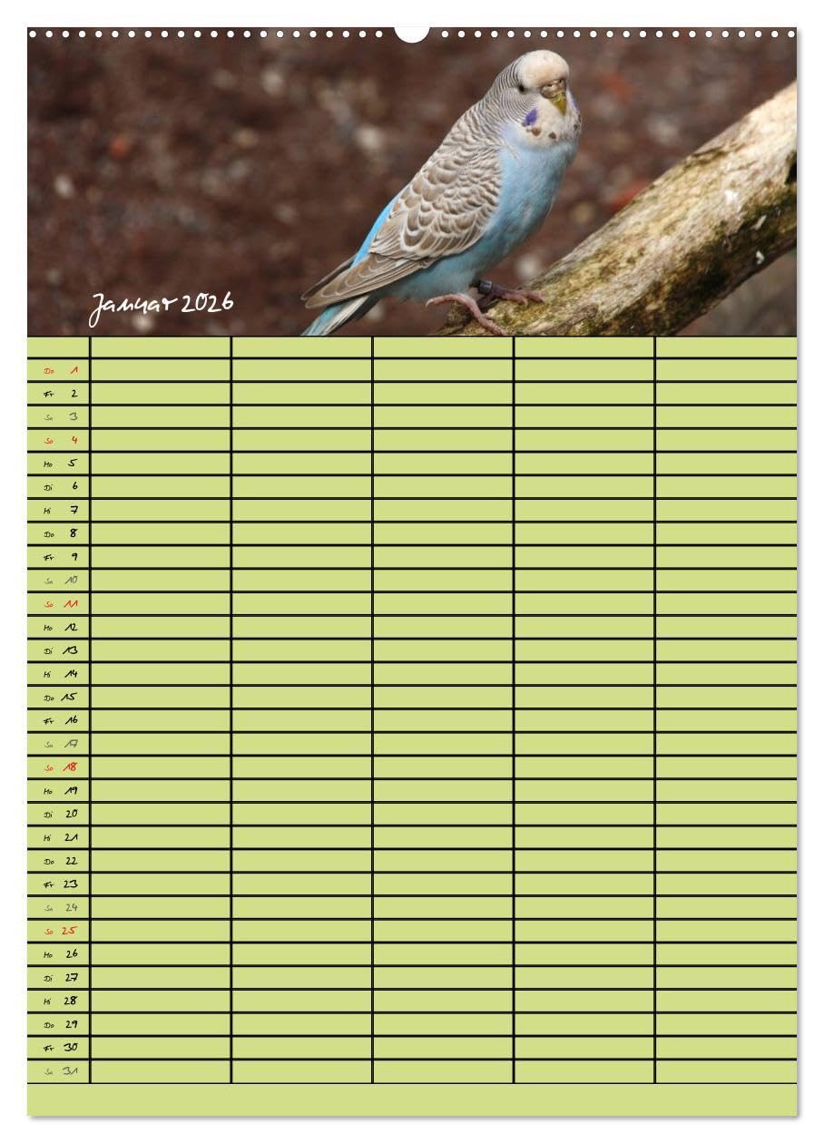 Der Wellensittich-Familienplaner (Wandkalender 2026 DIN A2 hoch), CALVENDO Monatskalender: Putzige Piepmätze (CALVENDO Tiere)