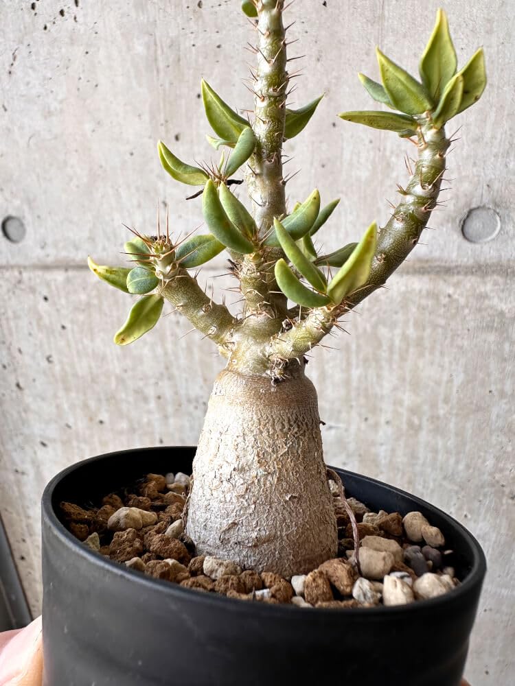 Amazon｜【現品限り】パキポディウム・ビスピノーサム【H50