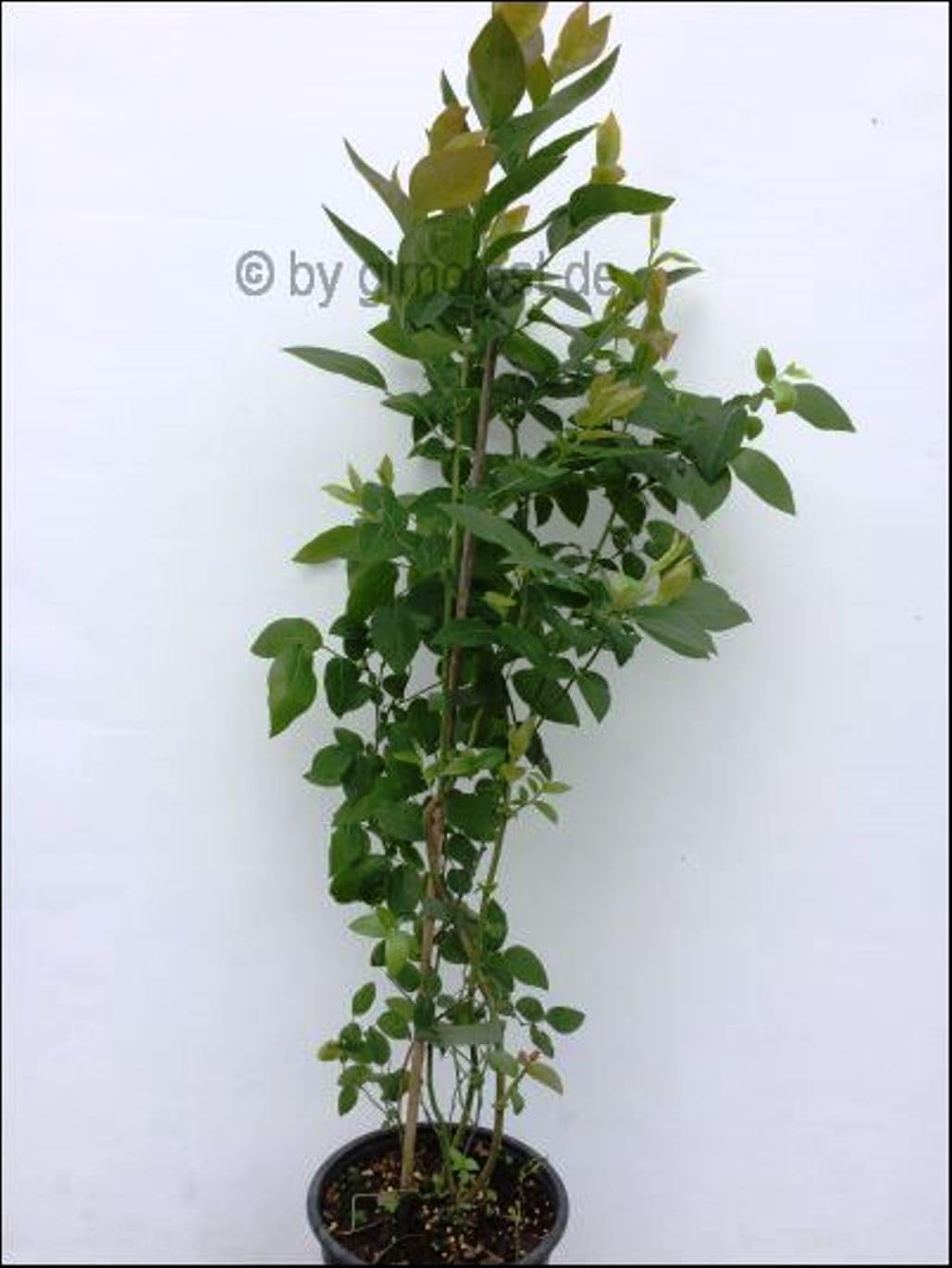 Heidelbeere 2 Sorten Set, XL Blaubeeren Duke + Bonus, Kulturheidelbeere Nördliche Sorten. 2 kräftige Pflanzen