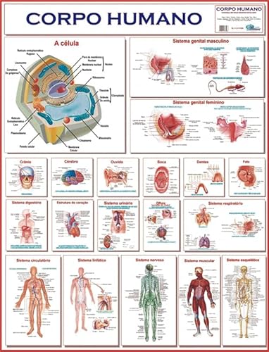Banner - Mapa Corpo Humano Completo grande - Pronto para Pendurar