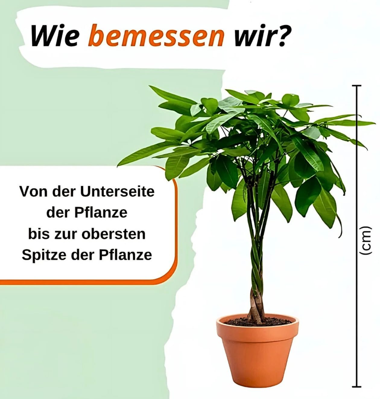 Katzenliebhaber Pflanzenset | 4er-Set | Katzengras, Bergpalme, Areca,  Grnlilie | ca. 30-50 cm |  12-15 cm Topf | Pflegeleichte Zimmerpflanzen  fr Wohnung und Bro : Amazon.de: Garten