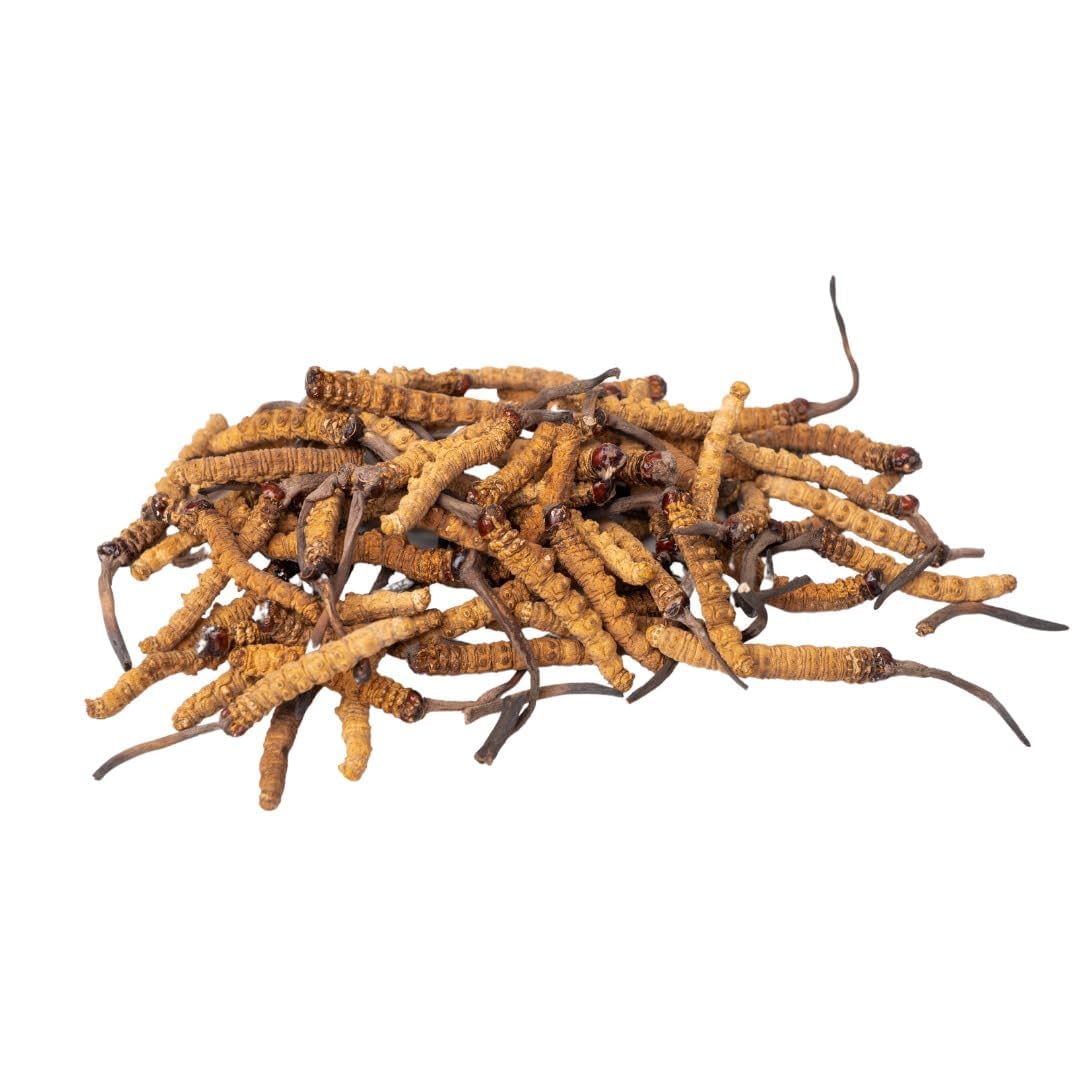3Gram 12-18pcs Himalayan Yarsagumba – Real Kida Jadi | Rare Ophiocordyceps Sinensis Fungus Handpicked Quality — Amazon image 2