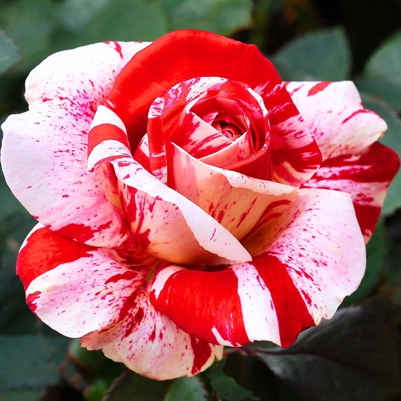 Miniatura 6 de Mini rosa roja y rosa, rosa en miniatura en maceta de 3 pulgadas, planta con flores para interiores y exteriores, rosa viva compacta para regalos y