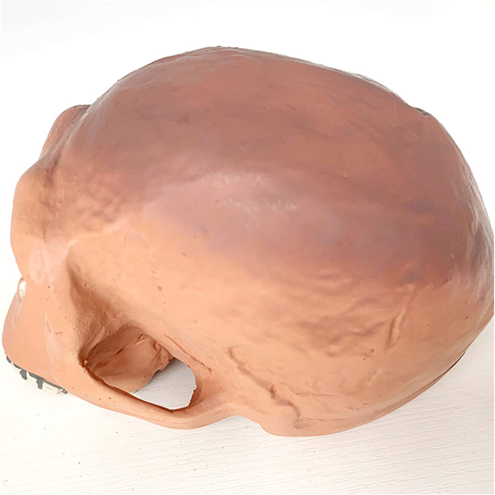 Sjdopulse A Human Skull Head Model - Steyne Skull Model Replic - Life Size Human Skeleton Skull Head Model - For Medical Science Teaching Tool (A)
