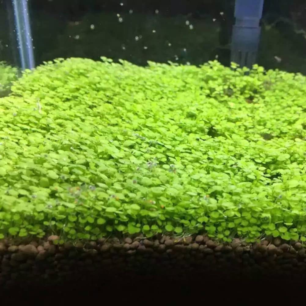 Haloppe Semillas de plantas de acuario para plantar en el jardín del hogar, semillas de plantas de acuario de pecera, decoración de hierba de agua, planta de primer plano de jardín 2