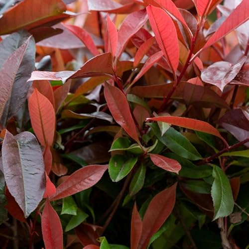 Photinia Nain Red Robin - Photinia Fraseri Red Robin 80cm en Pot - Plante - Floraison Mai à Juin - Couleur de la Fleur - Hauteur 15-2 m