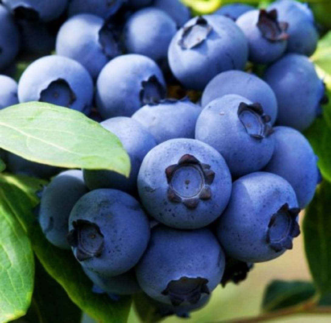 Heidelbeere 2 Sorten Set, XL Blaubeeren Duke + Bonus, Kulturheidelbeere Nördliche Sorten. 2 kräftige Pflanzen