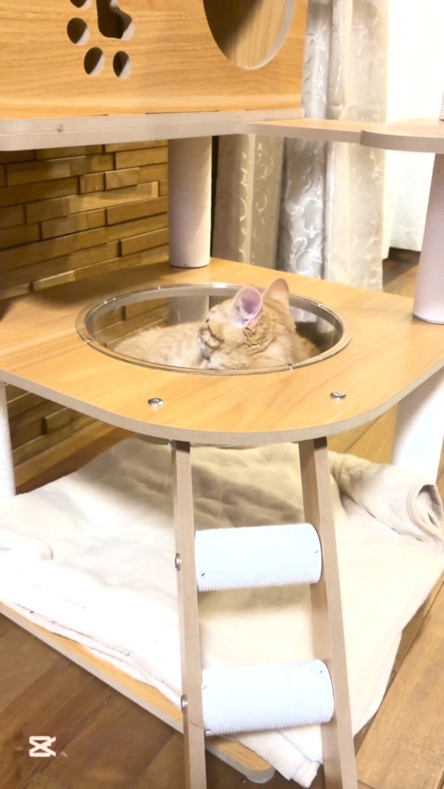 Amazon | 日本メーカー RAKU キャットタワー 木製 シニア猫 太った猫