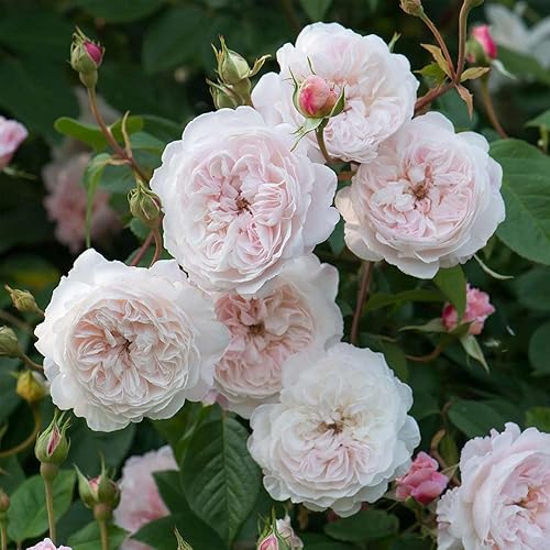 Miniatura 2 de Heirloom Roses David Austin Rose Plant - The Albrighton Rambler® Rose para jardinería al aire libre, rosa viva para plantar