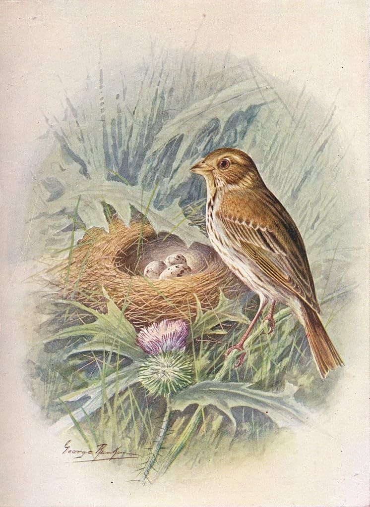 Poster Emberiza Miliaria tableau graffiti salon moderne - 5