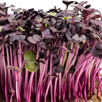 PREMIER SEEDS DIRECT - MICROGREEN/Sprouting Seeds - Radish Rambo - Organic (200 Grams)