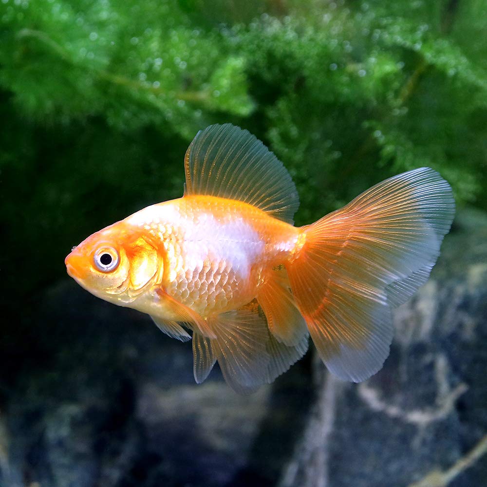 Amazon | （国産金魚）東海錦 白～更紗（1匹） | charm(チャーム