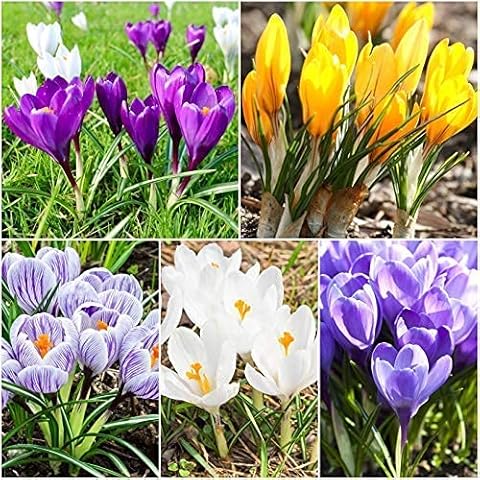 Woodland Bulbs 100 Mixed Crocus Bulbs Cover