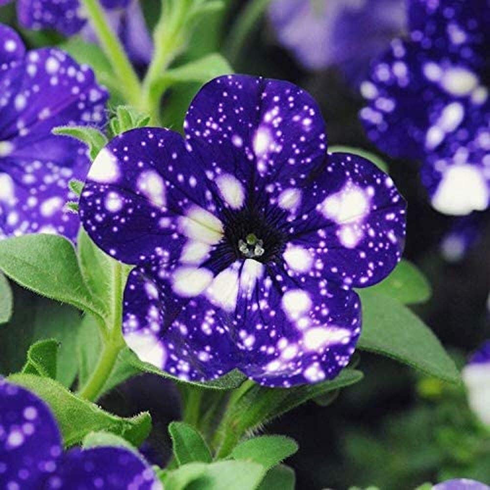 Unique Flowers Seeds, 200 Pcs Purple Starry Sky Petunia Seeds, Make Your Garden Beautiful Scenery, Rare Petunia Varieties