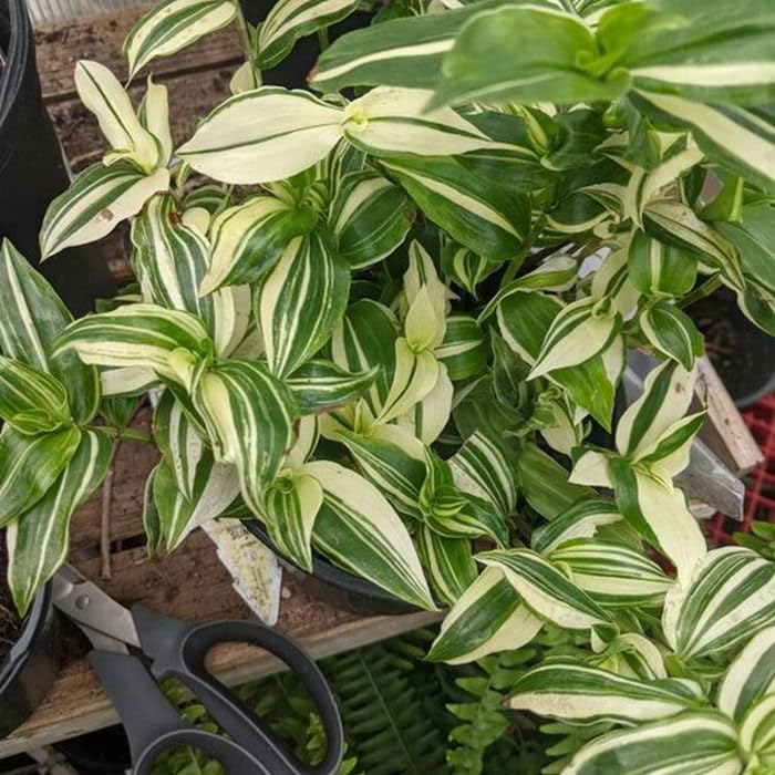 OhhSome Wandering Jew (White) | Excotic Rare Plant Hanging String White(1 Plant) (B0C7VXLYD7) Amazon Price History, Amazon Price Tracker