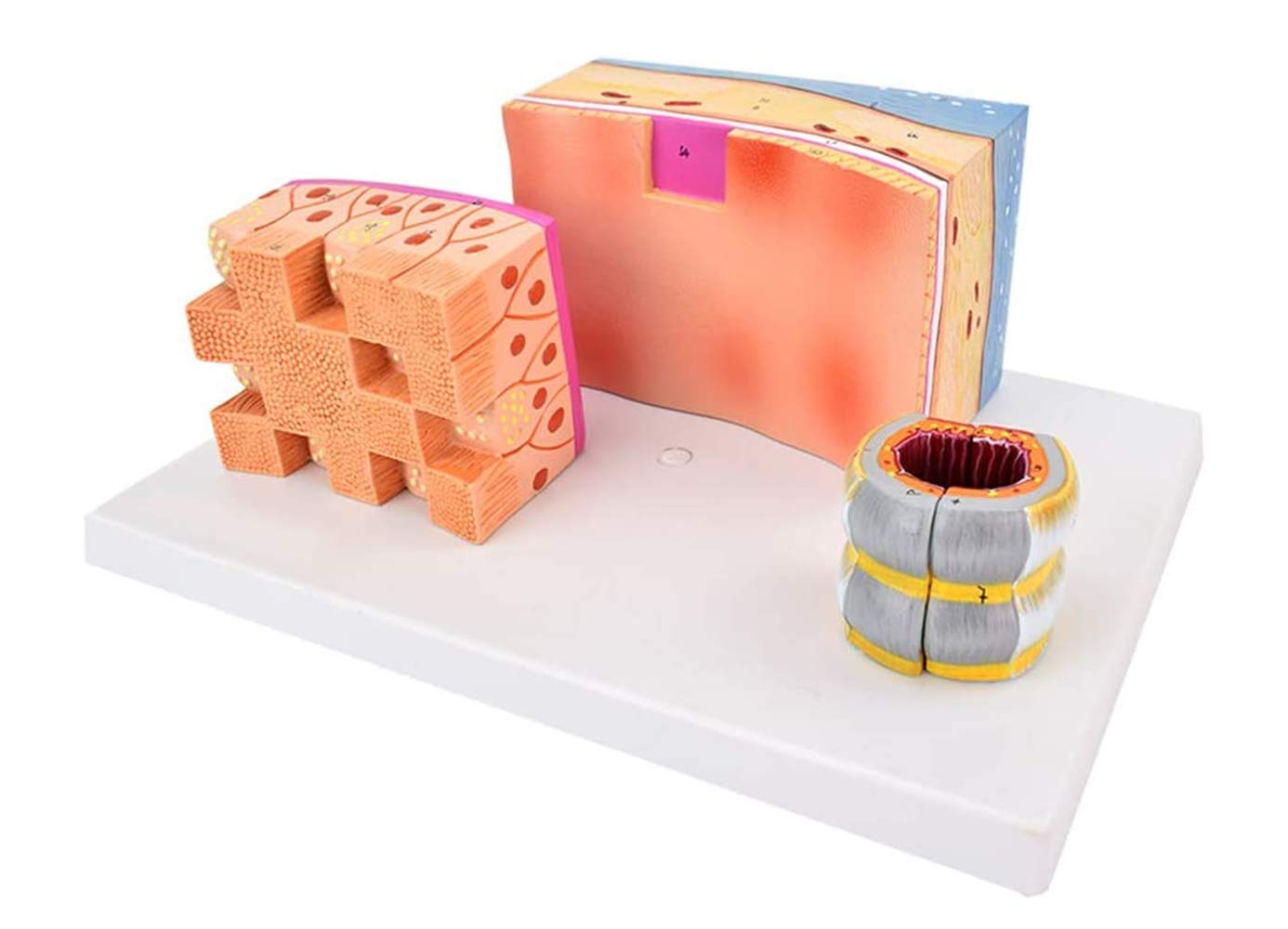 Keil Cartilage Human Anatomy Scientific Model, Anatomie Murale, 3 Fois Agrandissement, Enseignement Dessiné À La Main