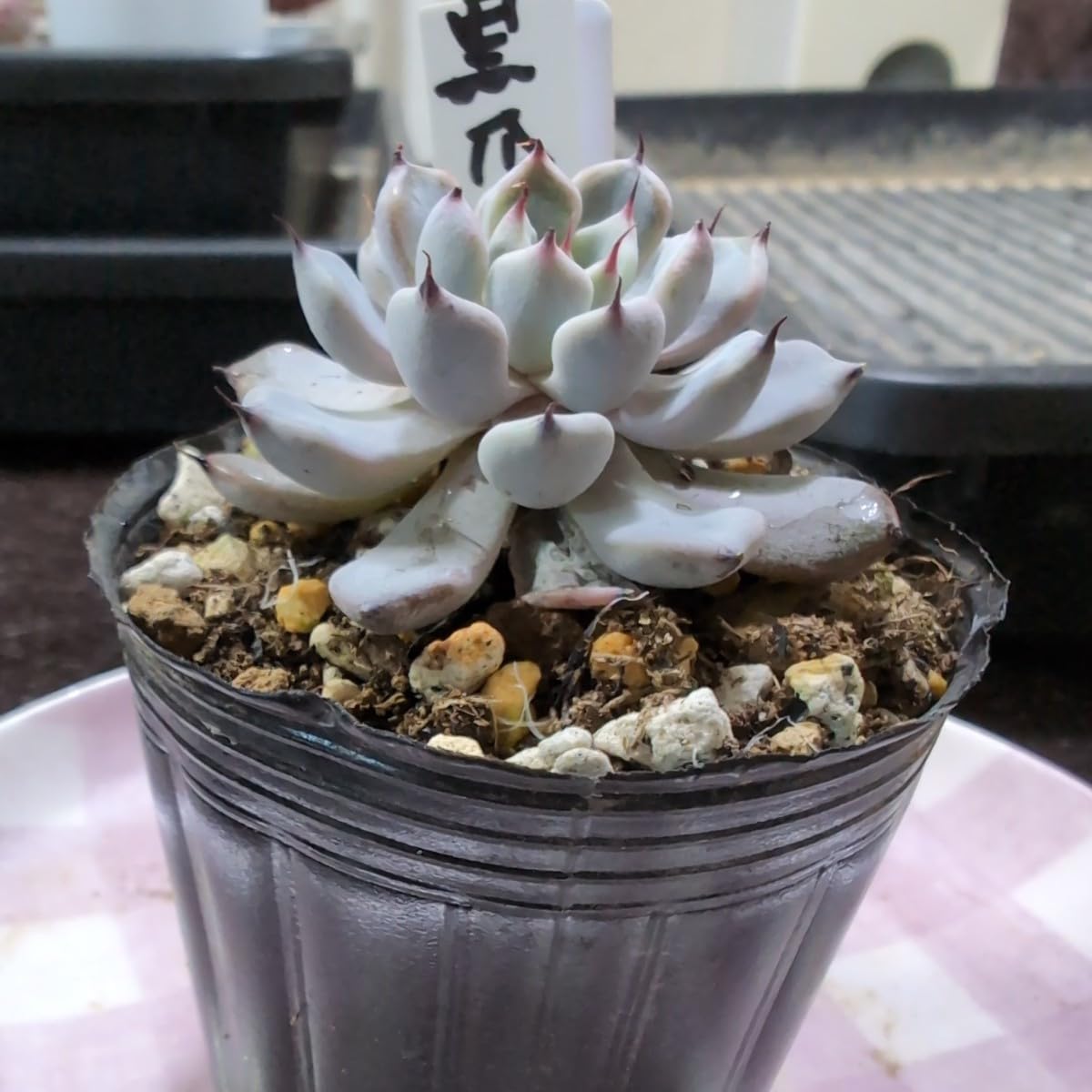 Amazon.co.jp: 多肉植物 エケベリア 黒爪ザラゴーサ ヤ即7 201 : おもちゃ