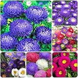 1000+ Perennial Aster Flower Seeds for Planting Outdoors-Rainbow Flower Garden Home Fragrant Butterfly