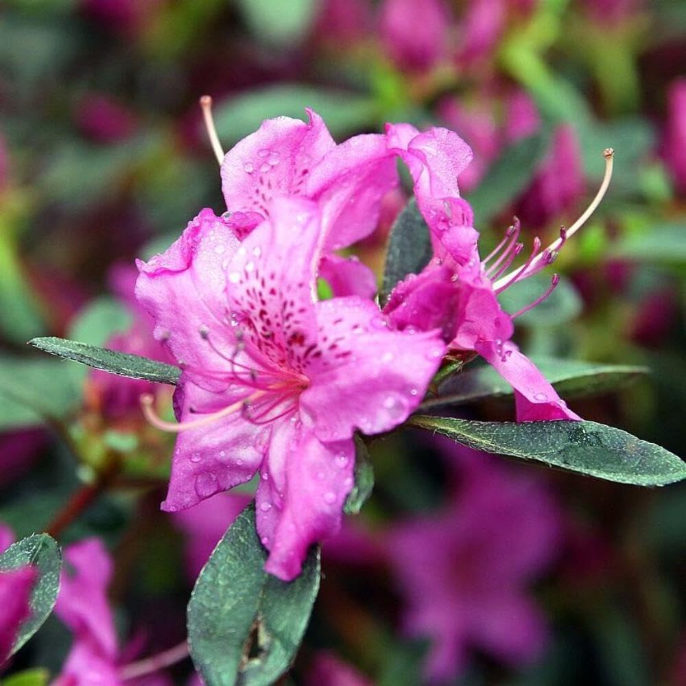 Azalea Karen, 3 Gallon, Live Hardy Evergreen Shrub, Part Sun, Purple Flowers