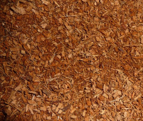 coconut kitty litter