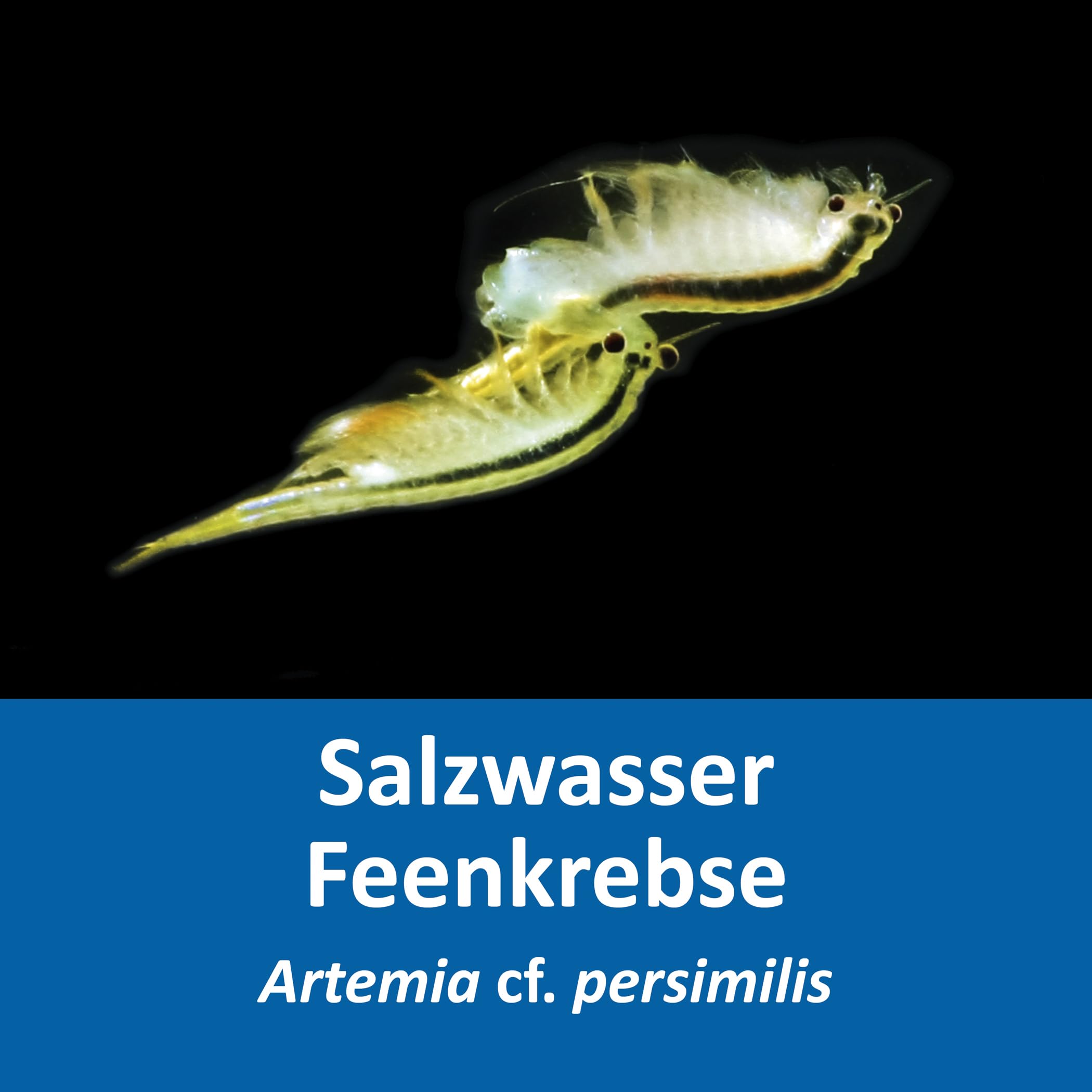 Artemia Komplettset 6 l, A. cf. persimilis, Zuchtansatz, Salz, Futter